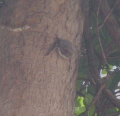 Taphozous mauritianus