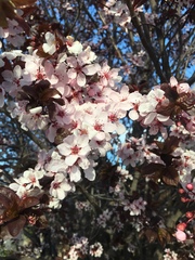 Prunus