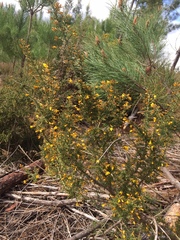 Ulex micranthus