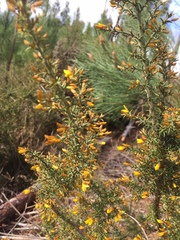 Ulex micranthus
