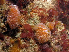 Aplidium elegans