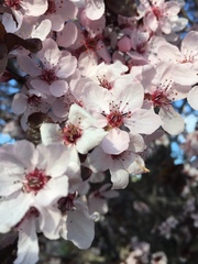 Prunus