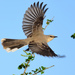 Tropical Mockingbird - Photo (c) Ad Konings, some rights reserved (CC BY-NC), uploaded by Ad Konings