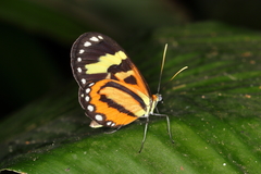 Hypothyris euclea laphria