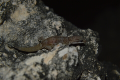 Gonatodes antillensis