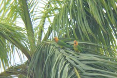 Eupsittula pertinax xanthogenia