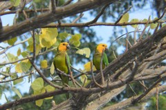 Eupsittula pertinax xanthogenia