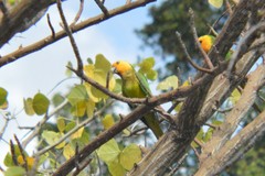 Eupsittula pertinax xanthogenia