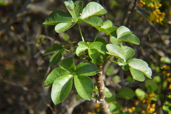 Jatropha gossypiifolia