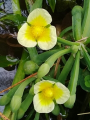 Limnocharis