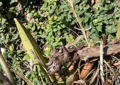 Anolis lineatopus