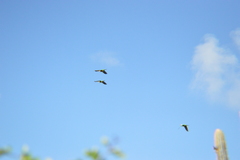 Eupsittula pertinax xanthogenia