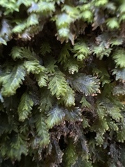 Fissidens osmundioides