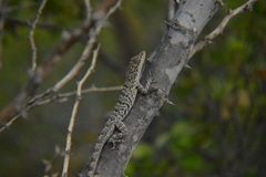 Anolis bonairensis
