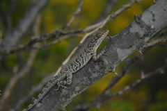 Anolis bonairensis