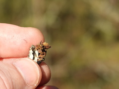 Tuckermanopsis sepincola