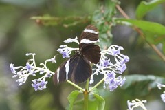 Heliconius antiochus