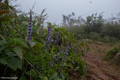 Coleus barbatus