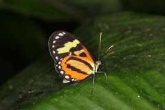 Hypothyris euclea laphria
