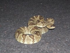 Crotalus molossus
