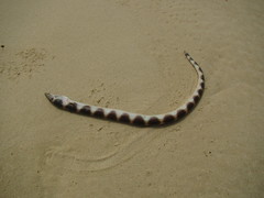 Pisodonophis semicinctus