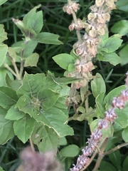 Atractomorpha australis