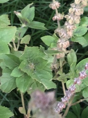 Atractomorpha australis