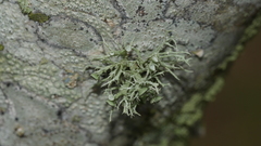 Ramalina willeyi