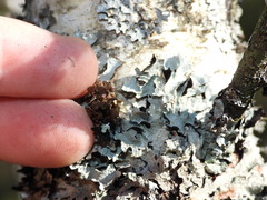 Tuckermanopsis sepincola