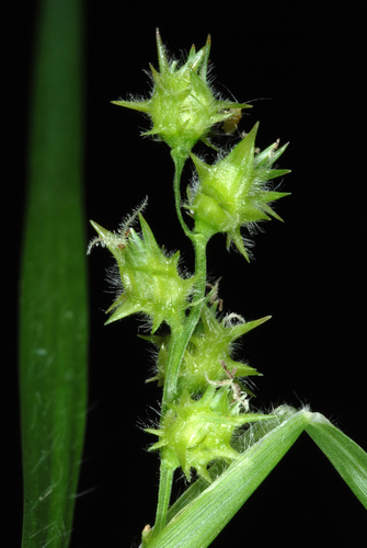 Coastal sandbur (Cenchrus spinifex)