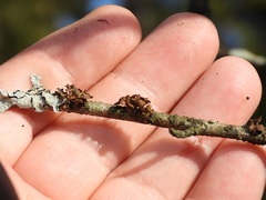 Tuckermanopsis sepincola