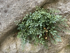 Asplenium ruta-muraria