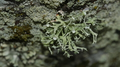 Ramalina willeyi