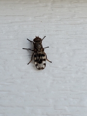 Ceroxys