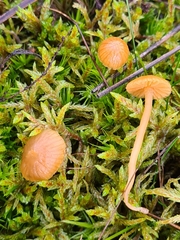 Galerina pumila