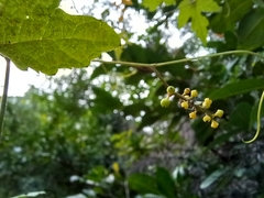 Ampelocissus robinsonii