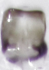 Acrotrichis sericans