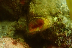 Monomyces rubrum