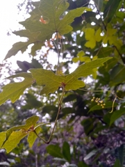 Ampelocissus robinsonii