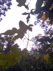 Ampelocissus robinsonii