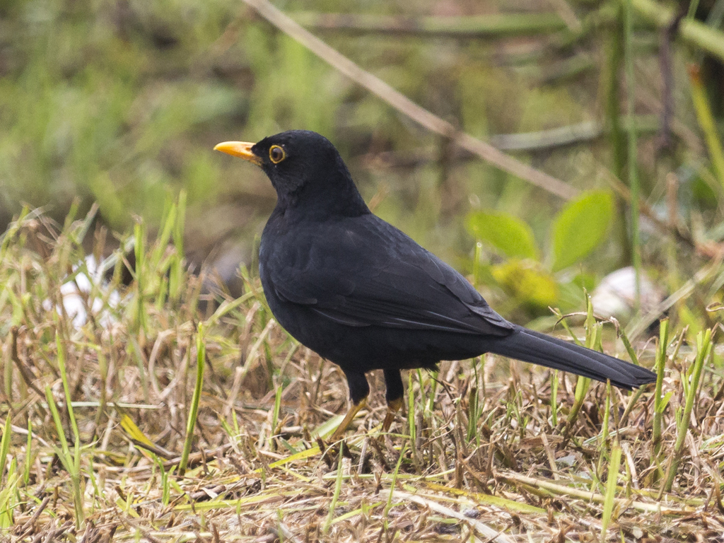 Mirlo Serrano, Turdus serranus