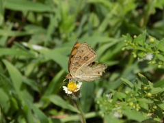 Junonia almana