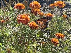 Danaus plexippus