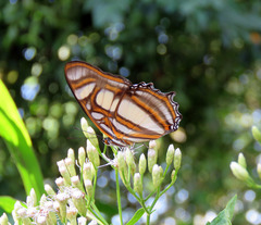 Metamorpha elissa