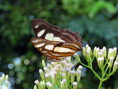 Metamorpha elissa