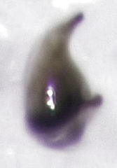 Acrotrichis sericans