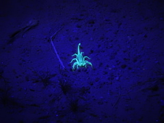 Smeringurus