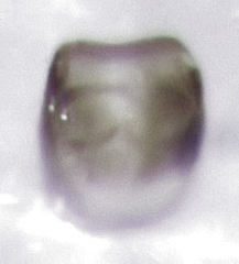 Acrotrichis sericans