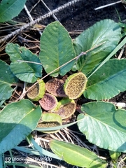 Dorstenia brasiliensis