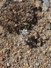 Muilla coronata